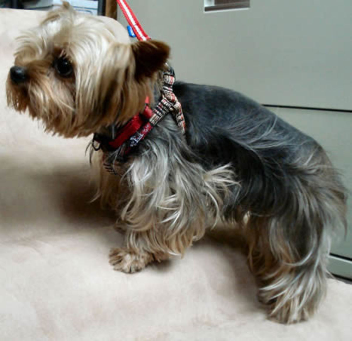 Dog Harnesses makes and models explained HubPages