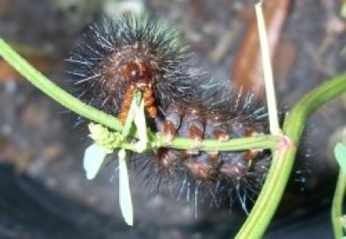 Black Fuzzy Caterpillar HubPages