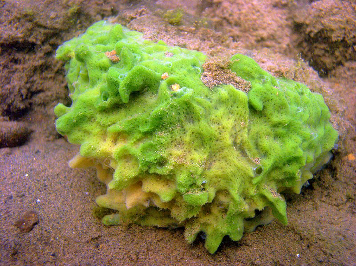 Sponges Are Simple Animals That Live In The Sea (Or Sometimes In Fresh