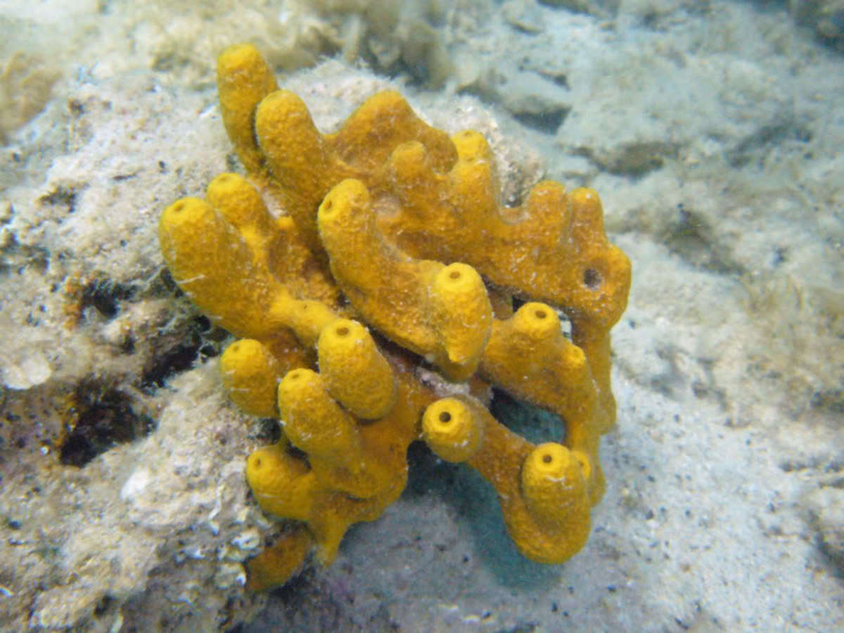 Sponges Are Simple Animals That Live In The Sea (Or Sometimes In Fresh