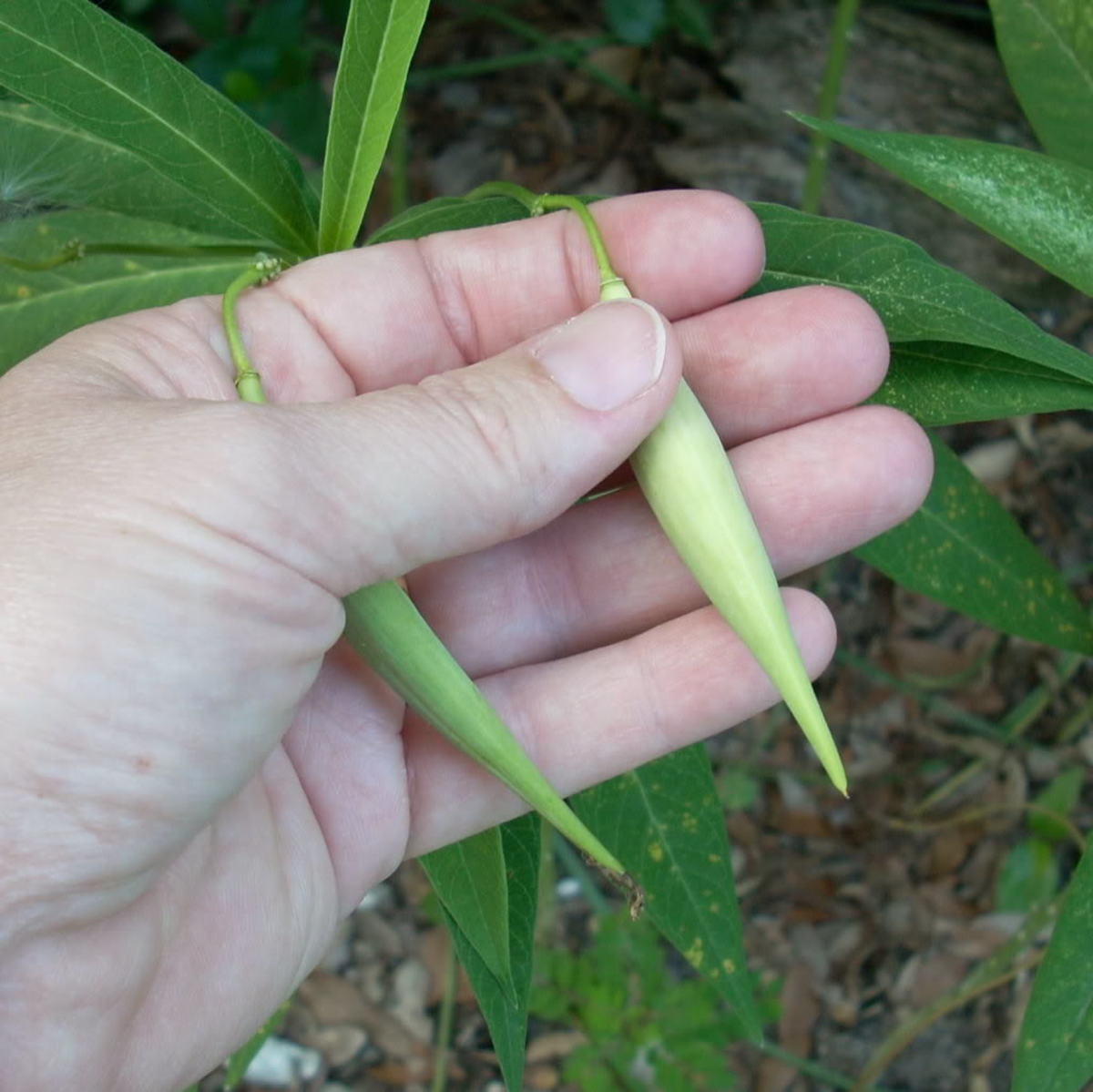 How to Grow Milkweed HubPages