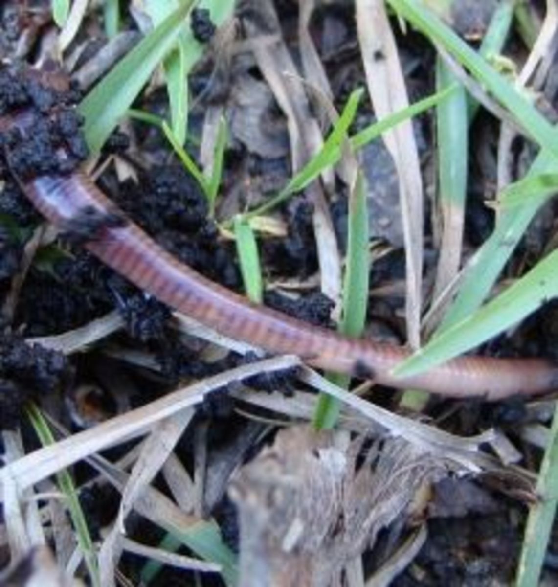 Life Cycle of Red Wiggler Worms or Eisenia Foetida and stages Dengarden