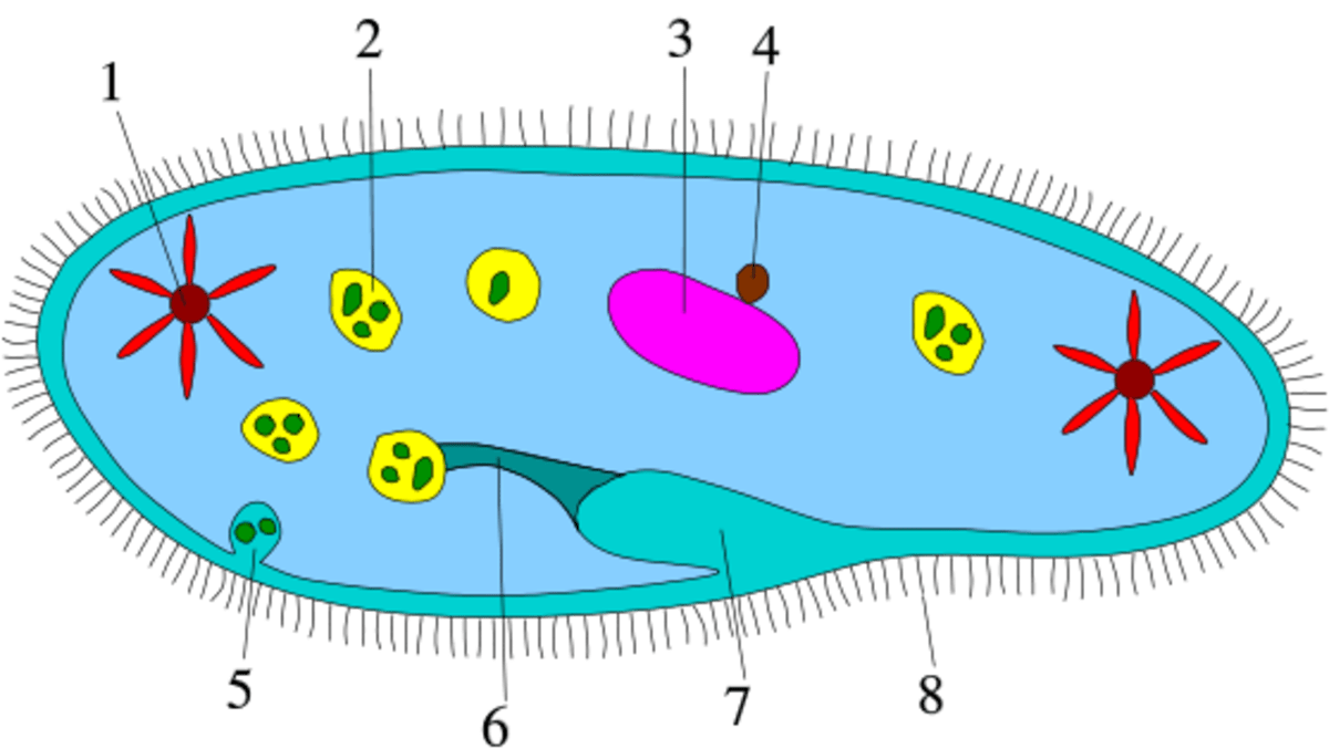 Protists Paramecium, Amoebas, Algae, Diatoms, Euglena, and Others