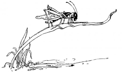 Bug and Insect Coloring Pages and Sheets
