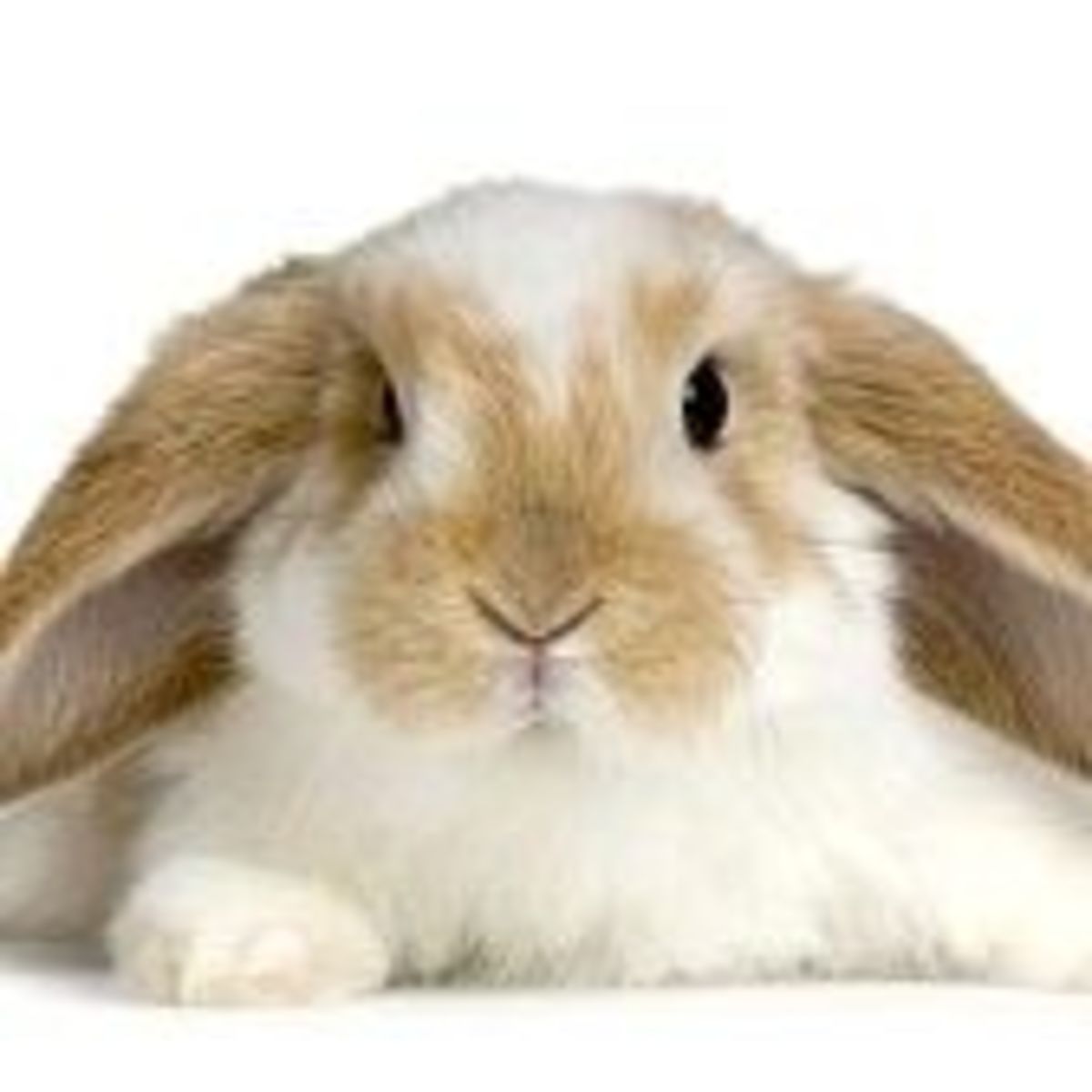 How to Litter Train a Rabbit HubPages