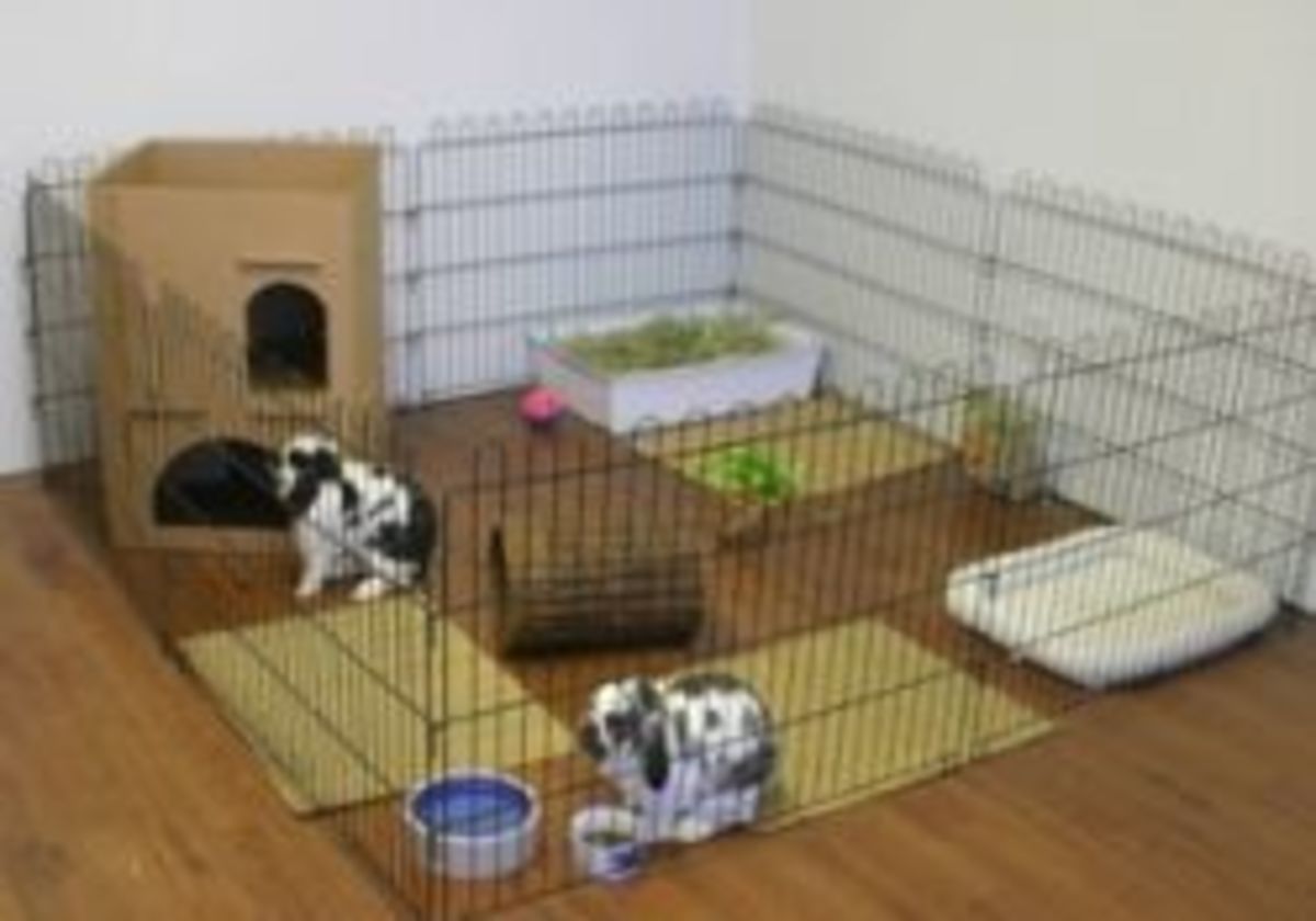 Indoor Rabbit Homes For the Happiness of Your Rabbit HubPages