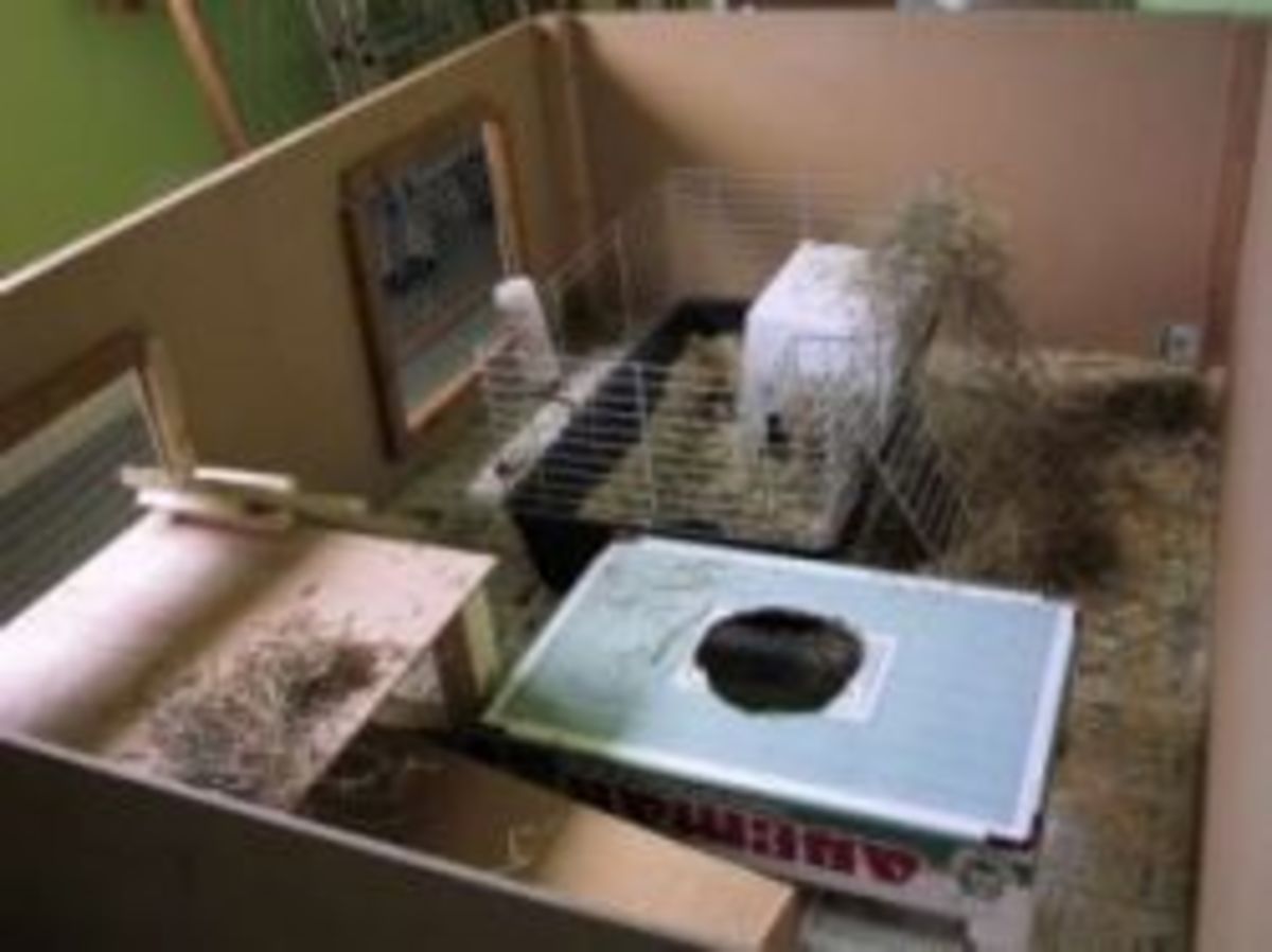 Indoor Rabbit Homes For the Happiness of Your Rabbit