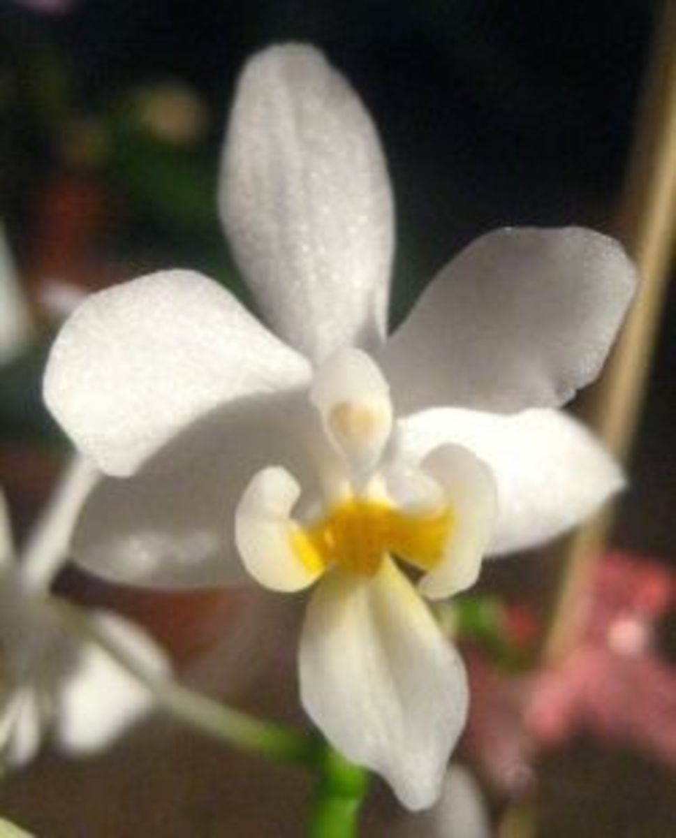 The Angel Orchids HubPages