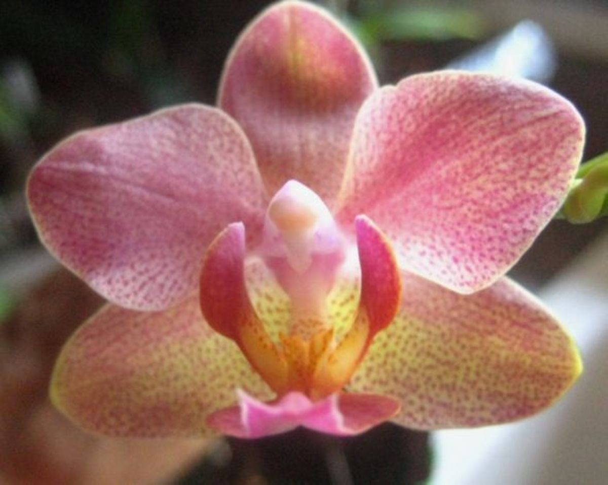 The Angel Orchids HubPages