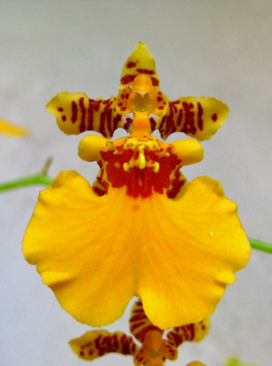 The Angel Orchids HubPages