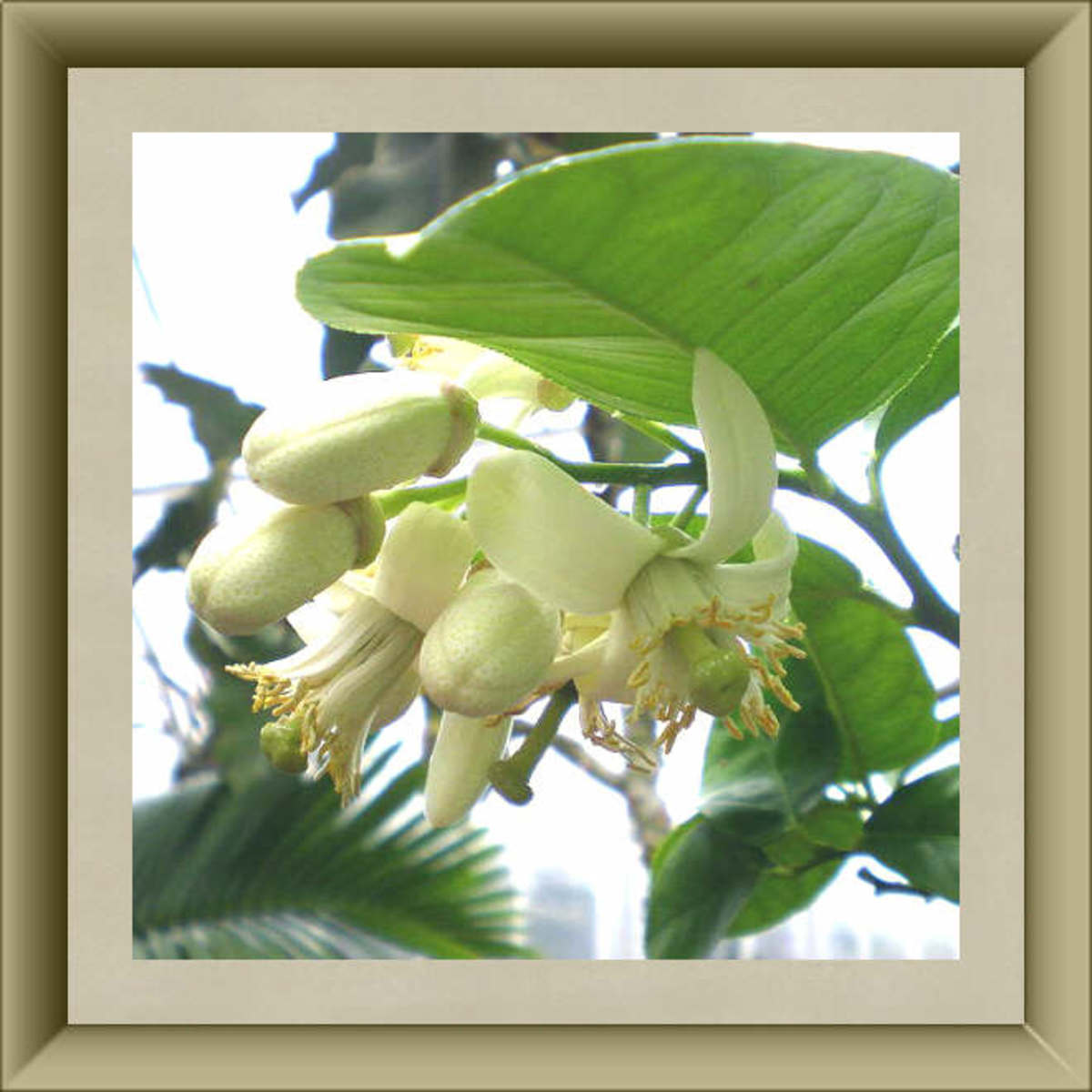 50 Delightful Edible Flowers HubPages