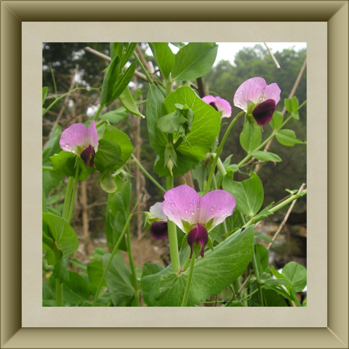 50 Delightful Edible Flowers HubPages