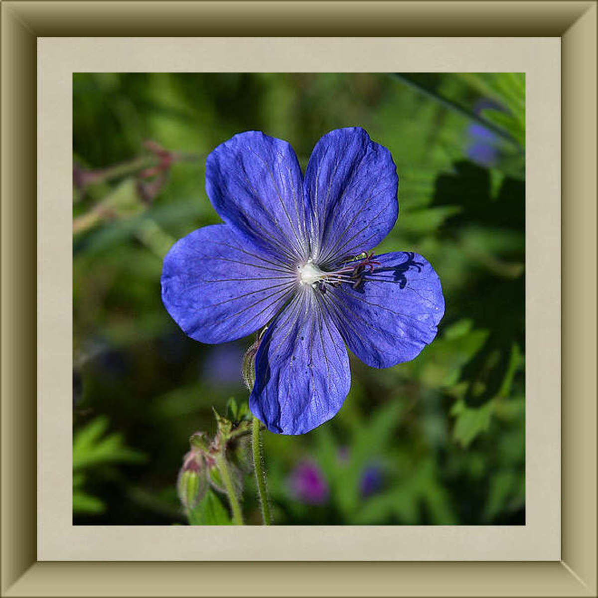 50 Delightful Edible Flowers HubPages