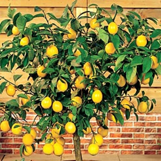 Indoor Lemon Trees hubpages
