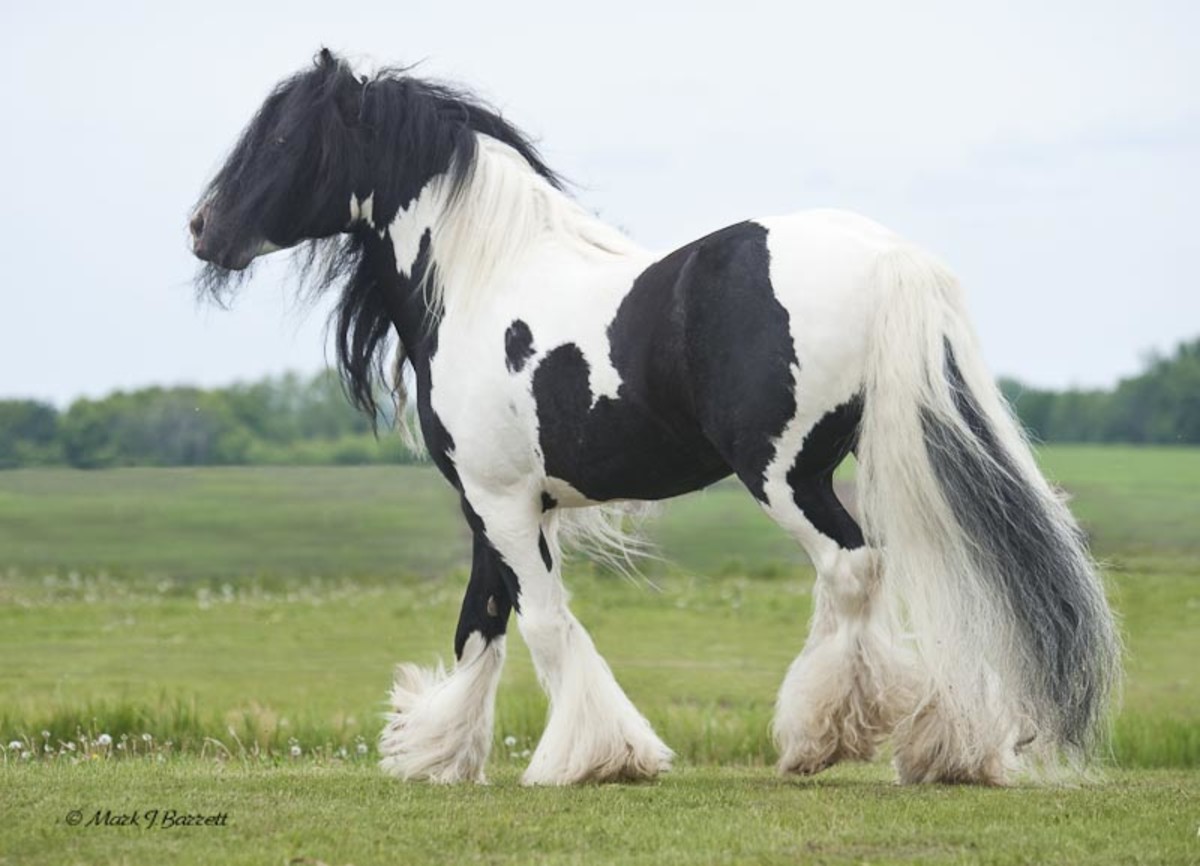 Rare, Unusual, and Beautiful Horse Breeds PetHelpful