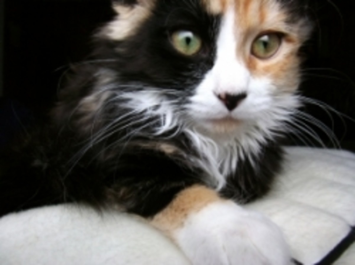 Will My Kitten's Eyes Stay Blue? Common Kitten Questions PetHelpful