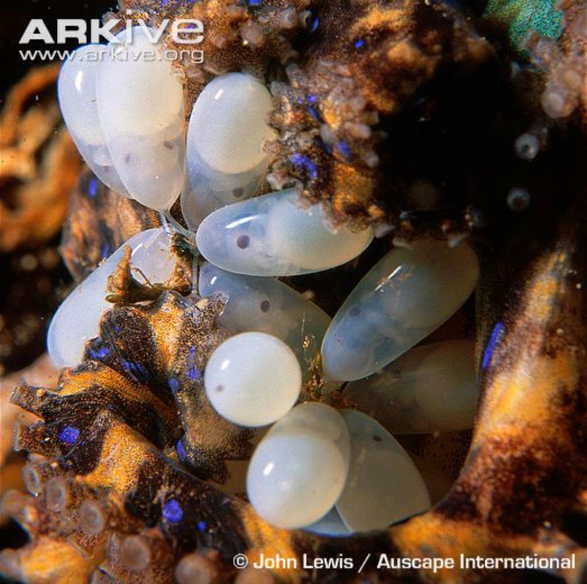 BlueRinged Octopus Facts HubPages