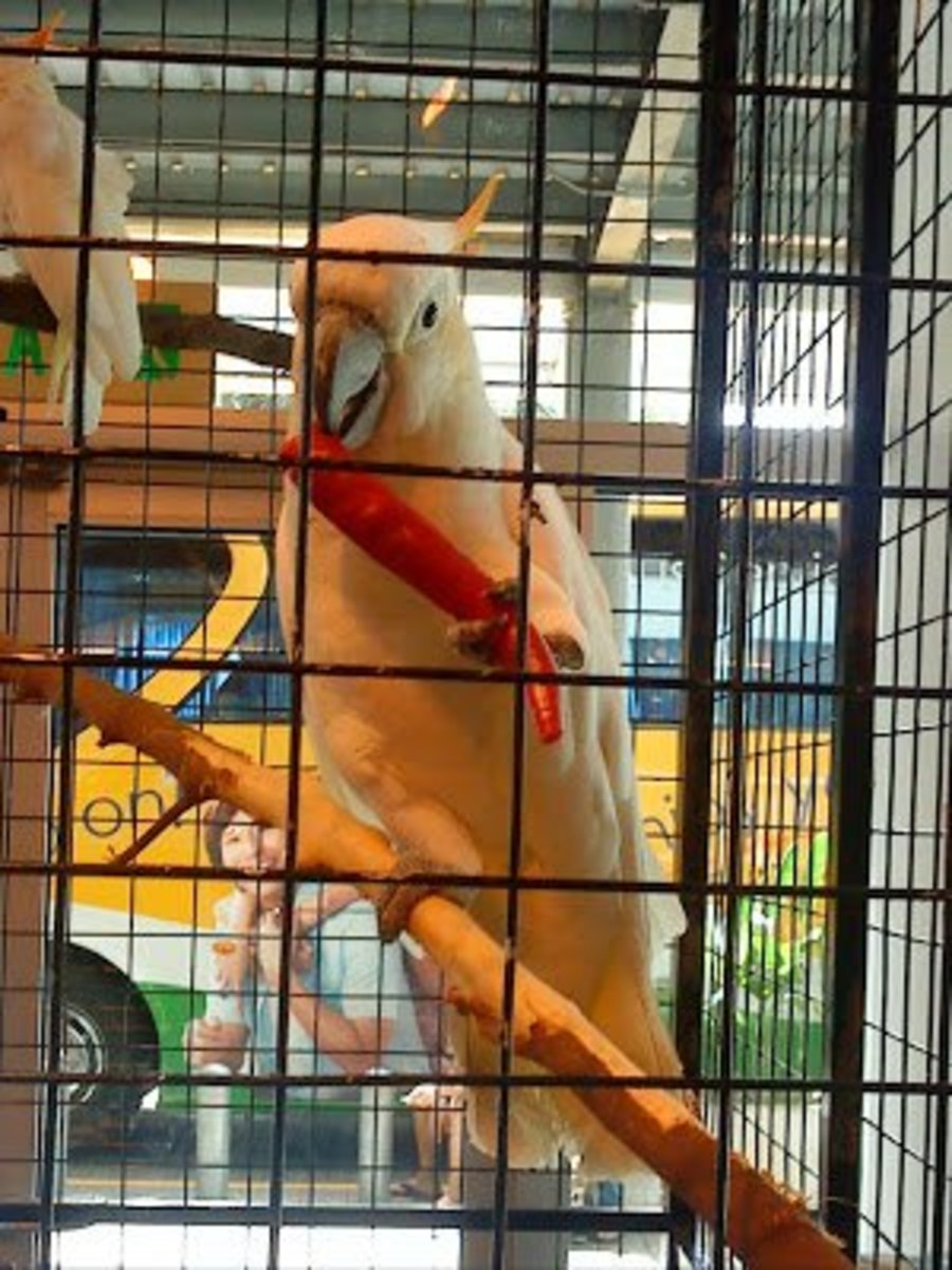 10 tasty and healthy treats for pet birds