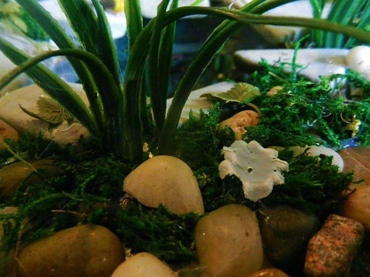 How To Create A Secret Fairy Garden And Attract Real Fairies This Summer