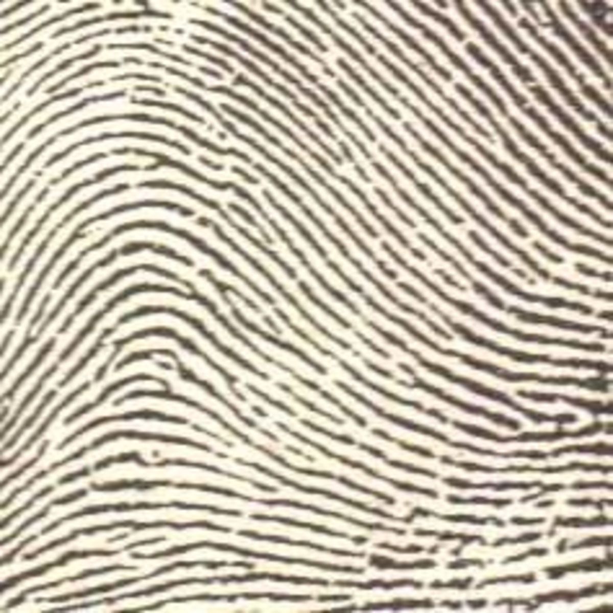 Dactyloscopy The Forensic Science of Fingerprint Identification HubPages
