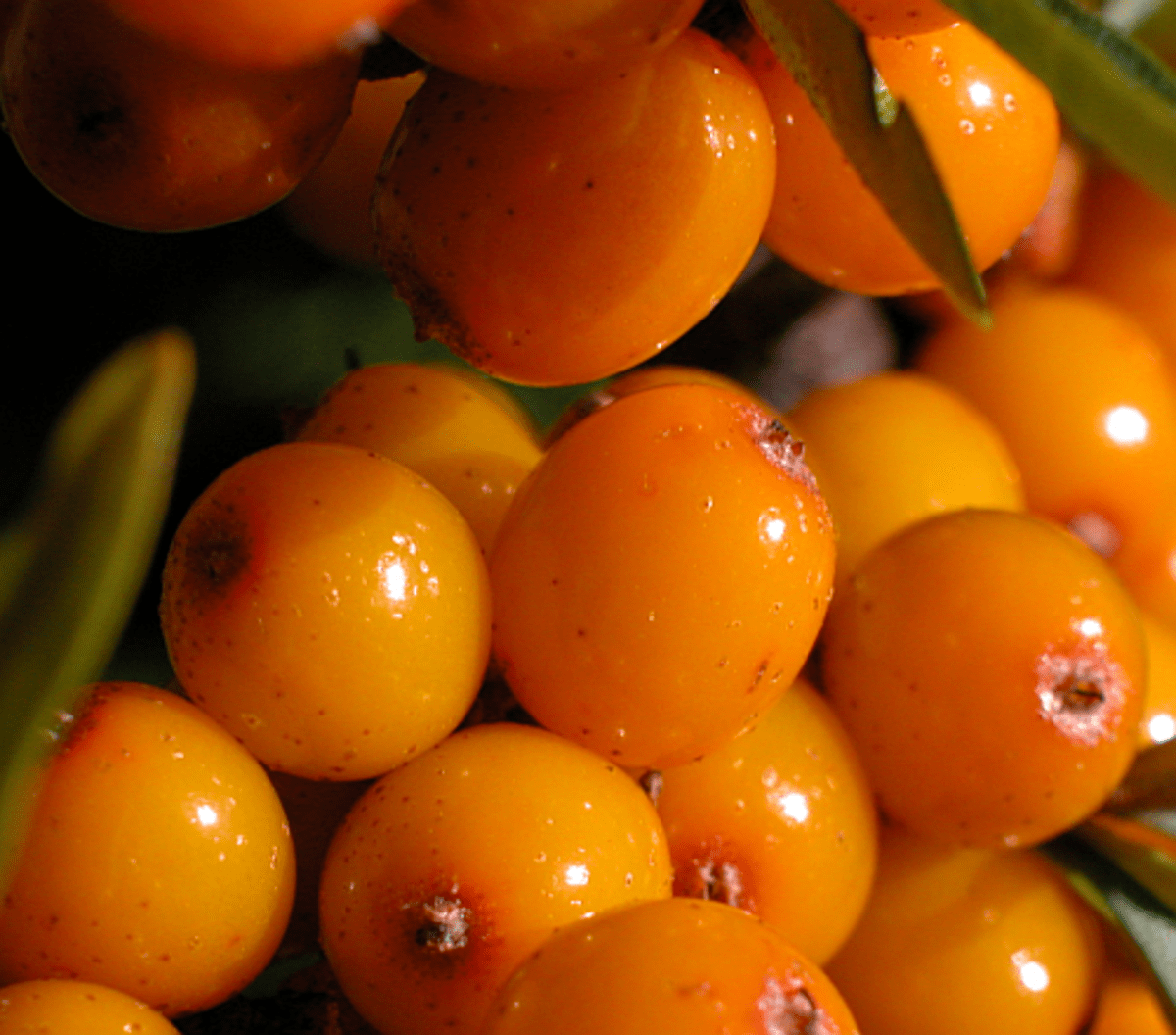 Natural Treatment for Atopic Dermatitis Home Remedy for Eczema HubPages