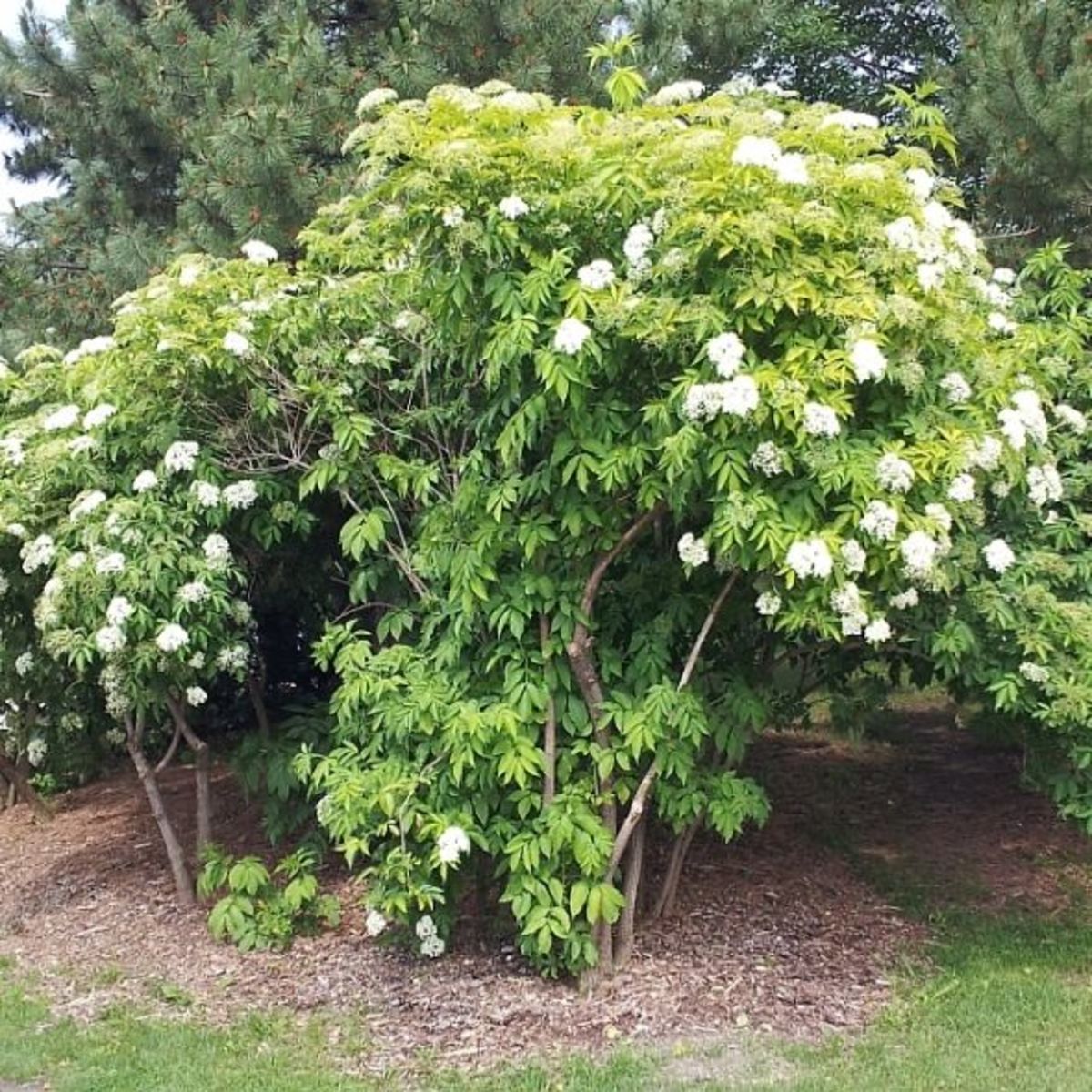 Elderberry Tree