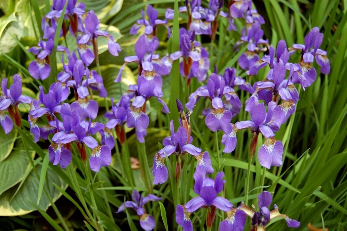 10 Best Perennial Plants for Anyone's Garden Dengarden