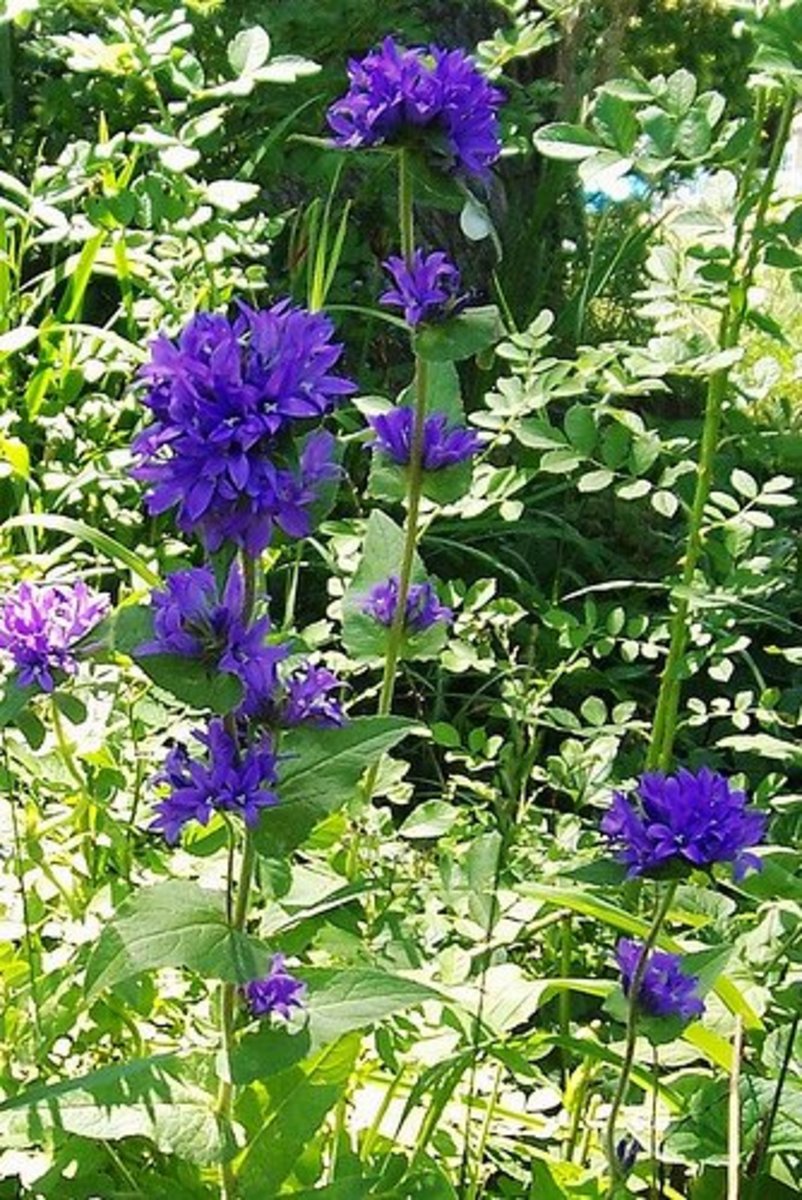 10 Best Perennial Plants For Anyone's Garden Dengarden