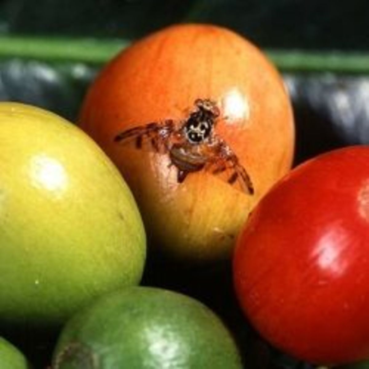 How to Kill or Get Rid of Frogs and Toads Dengarden