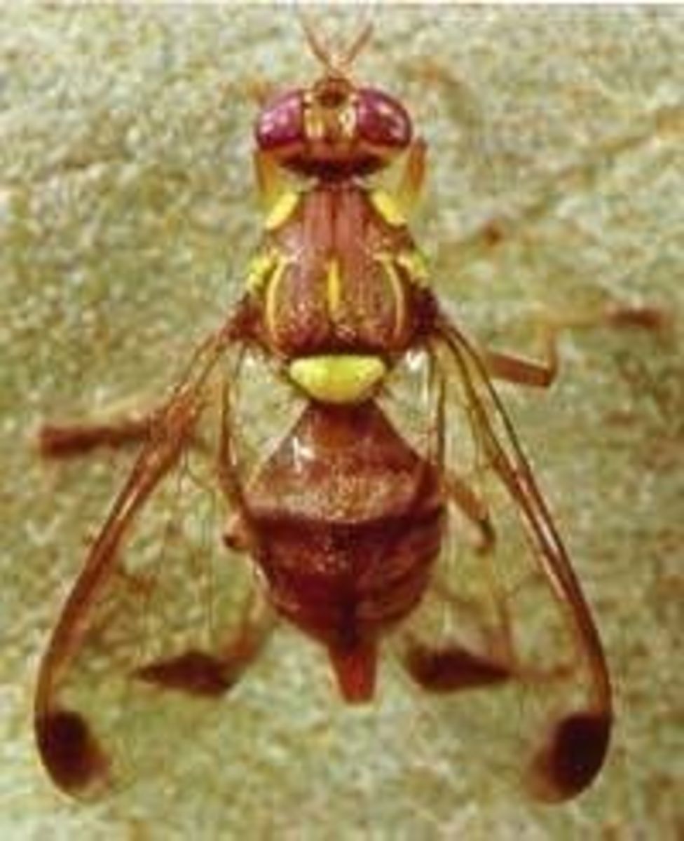 How to Get Rid of Fruit Flies Fast Dengarden