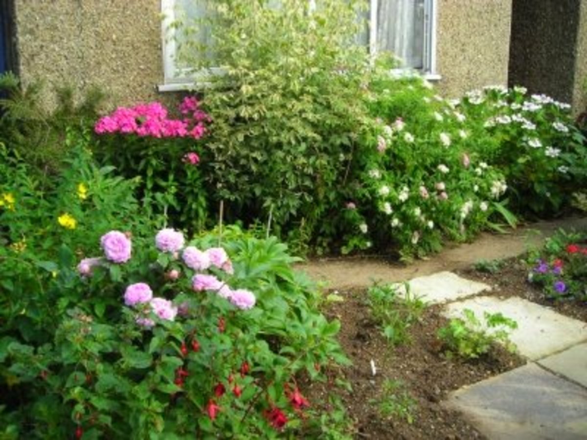 How to Design a Small Front Garden Cheaply Dengarden