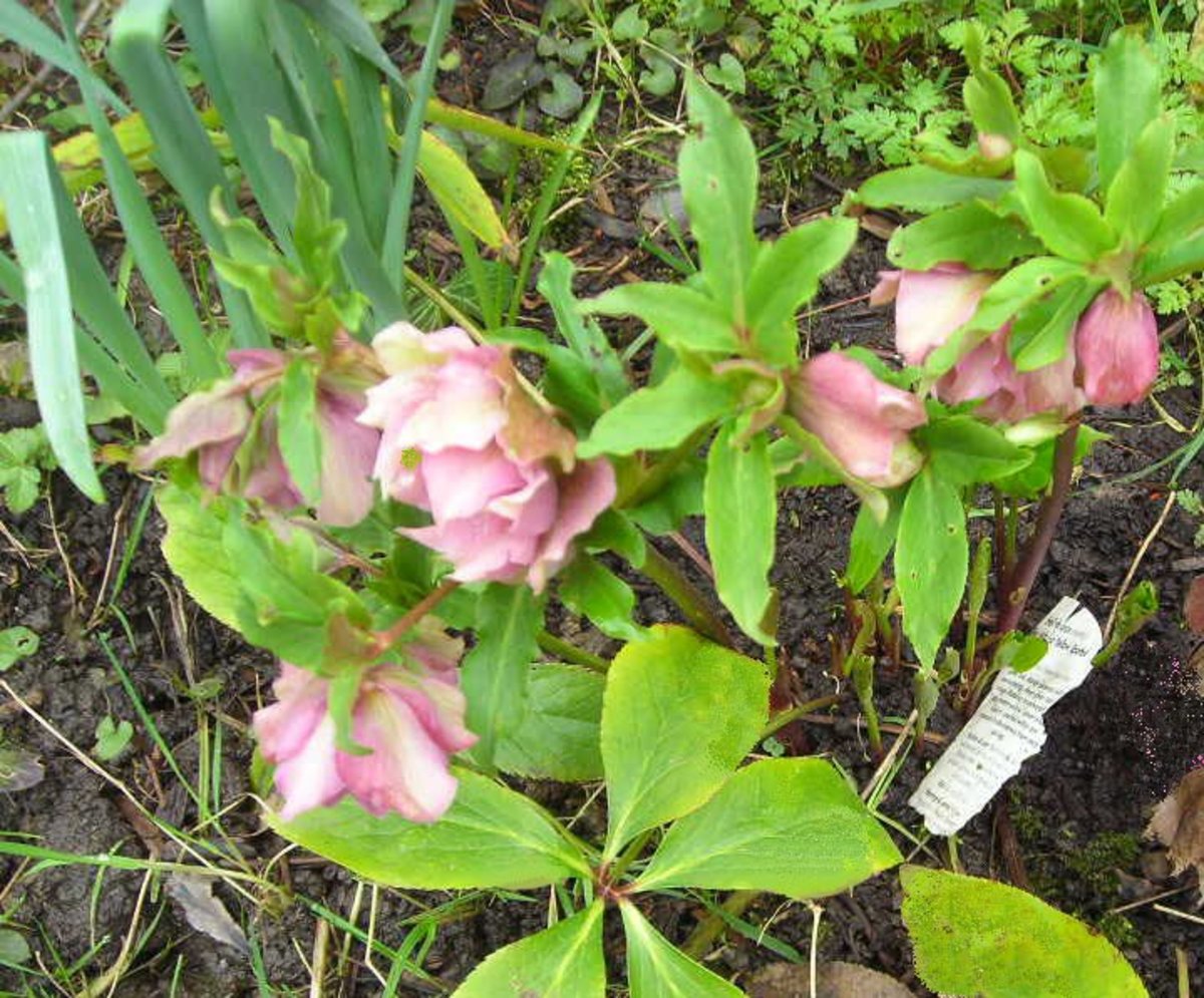 Poisonous Plants Hellebore, Oleander, and Vinca or Periwinkle Dengarden