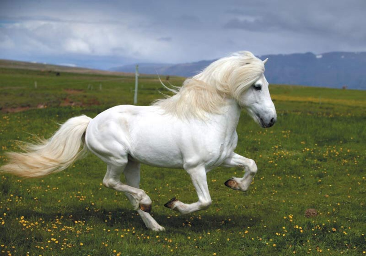 Worlds Most Beautiful Horse Breeds From Around the World HubPages