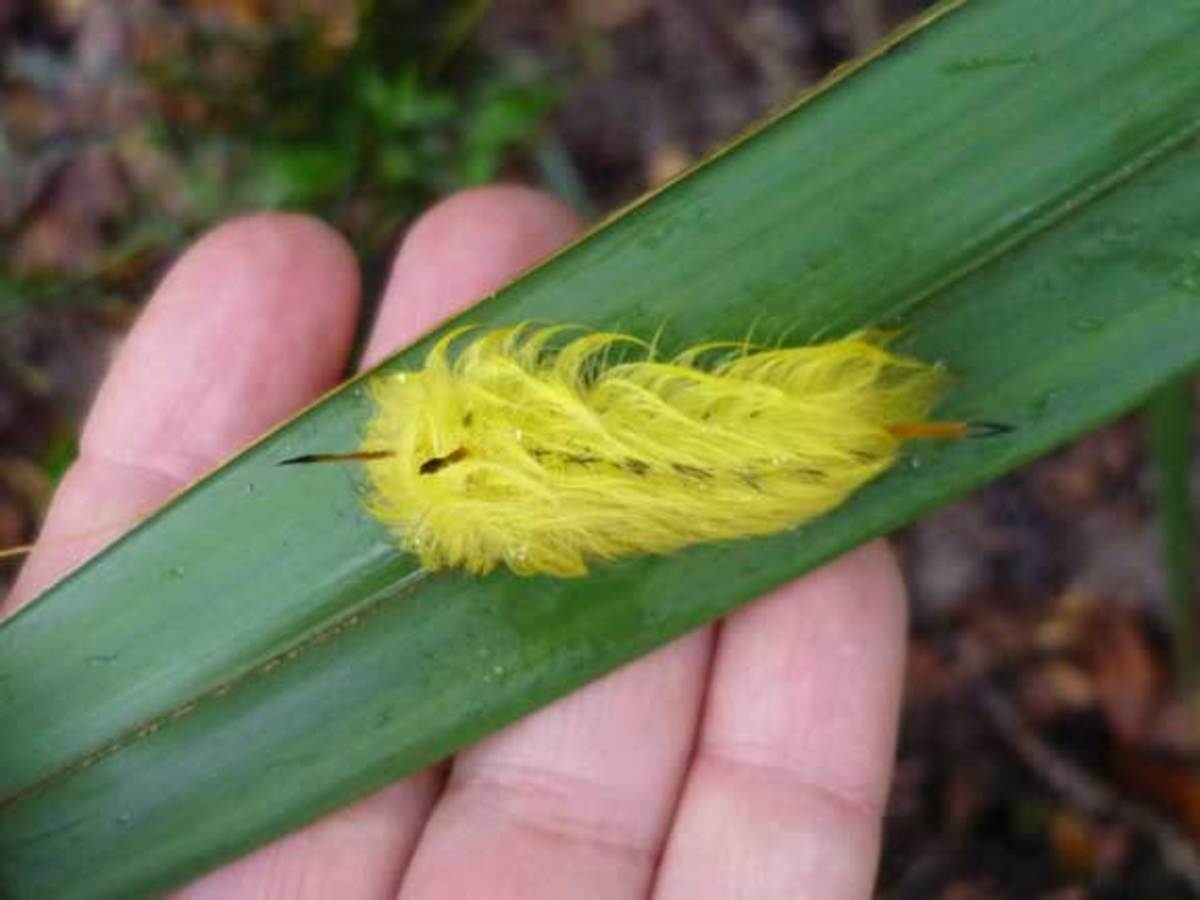 How to Raise a Caterpillar Into a Butterfly or Moth