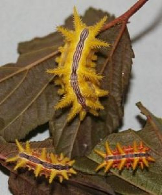 Stinging Caterpillars Identification and Guide hubpages