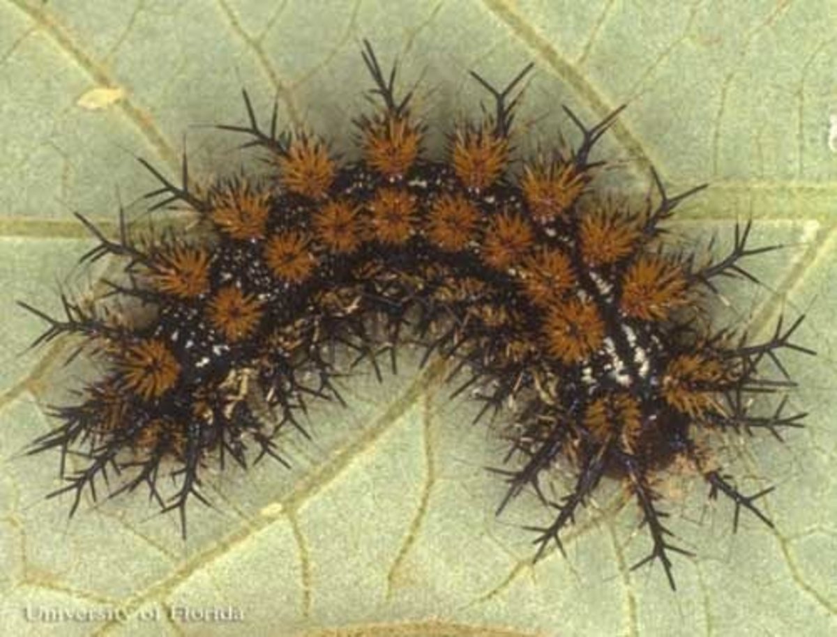 Stinging Caterpillars Identification and Guide HubPages