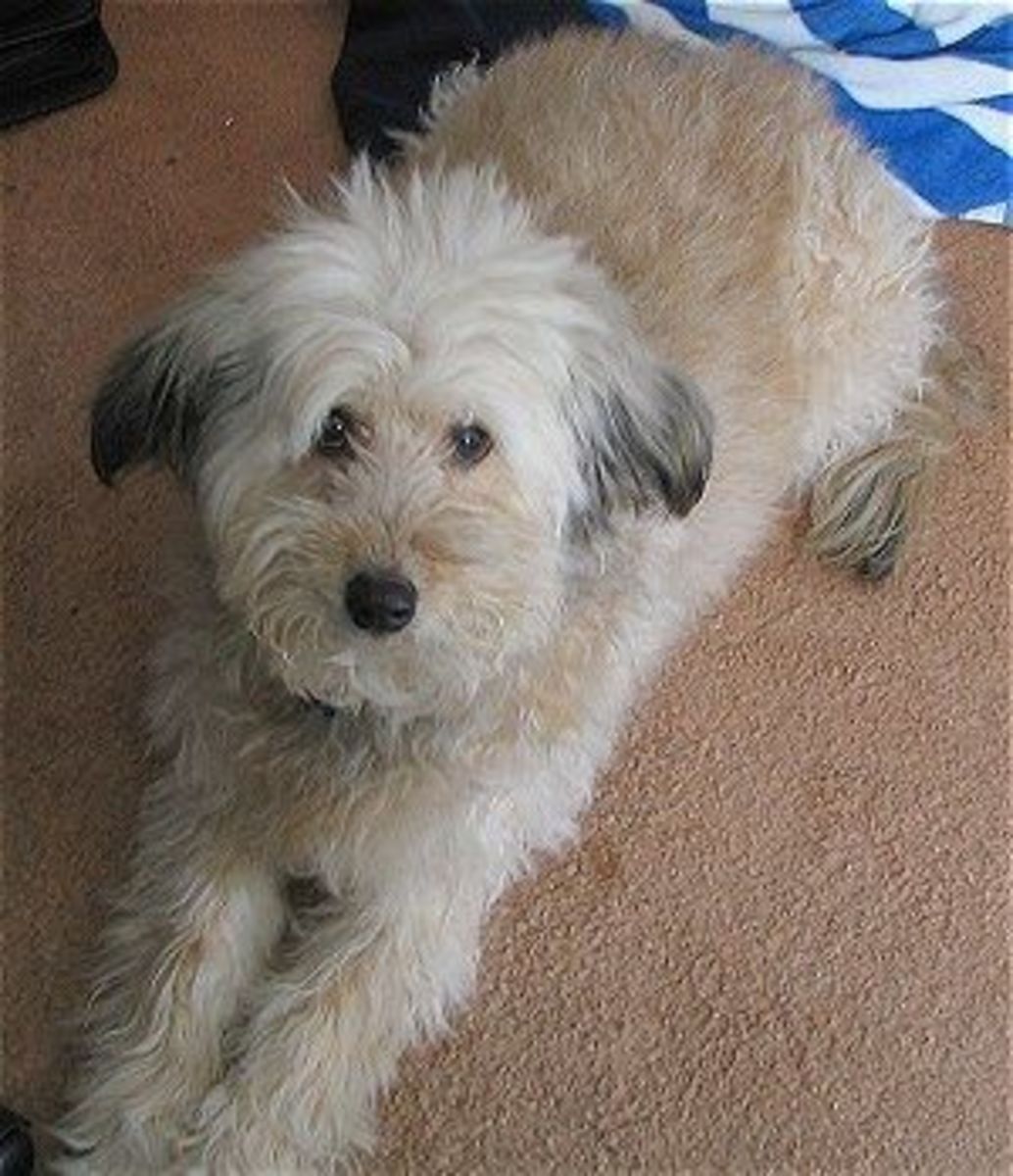 Schnoodles, Whoodles, and JackaPoos hubpages
