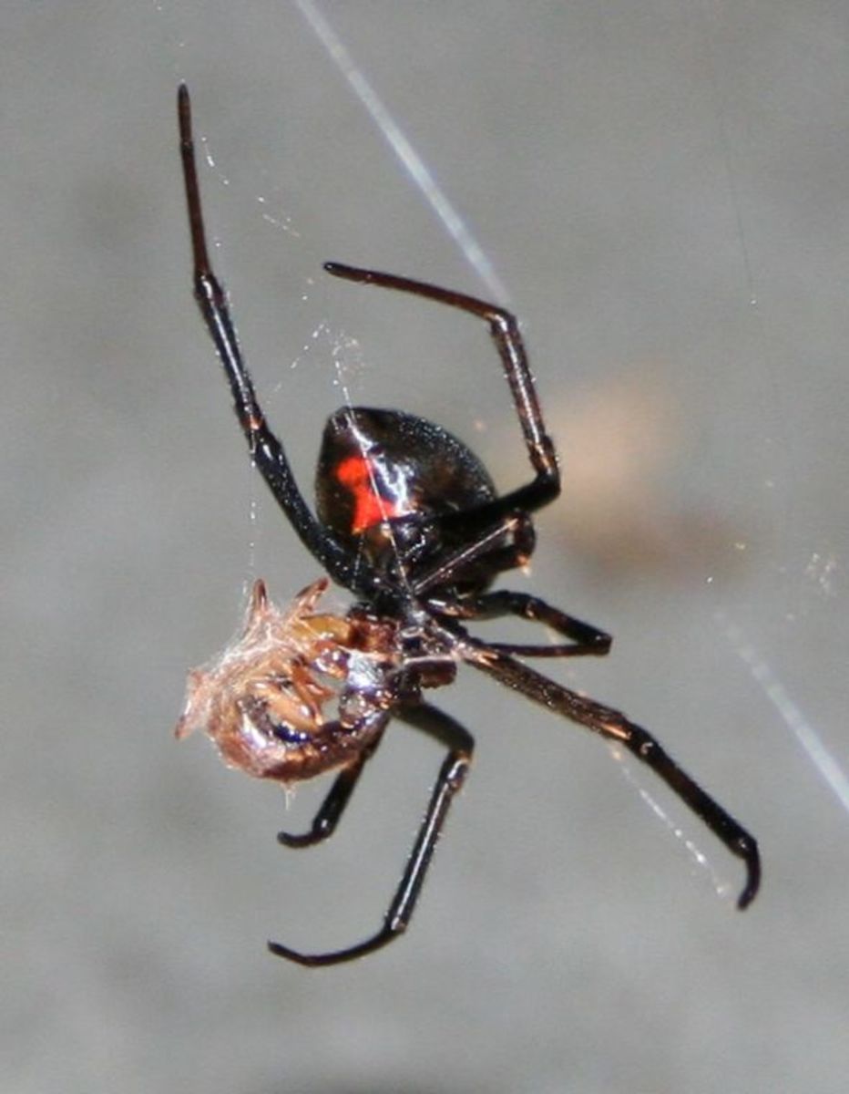 Black Widow Identification Where Do Black Widows Live? HubPages