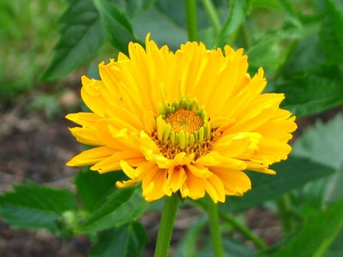 Perennial Flowering Plants My Favorite Five That Can Take a Licking