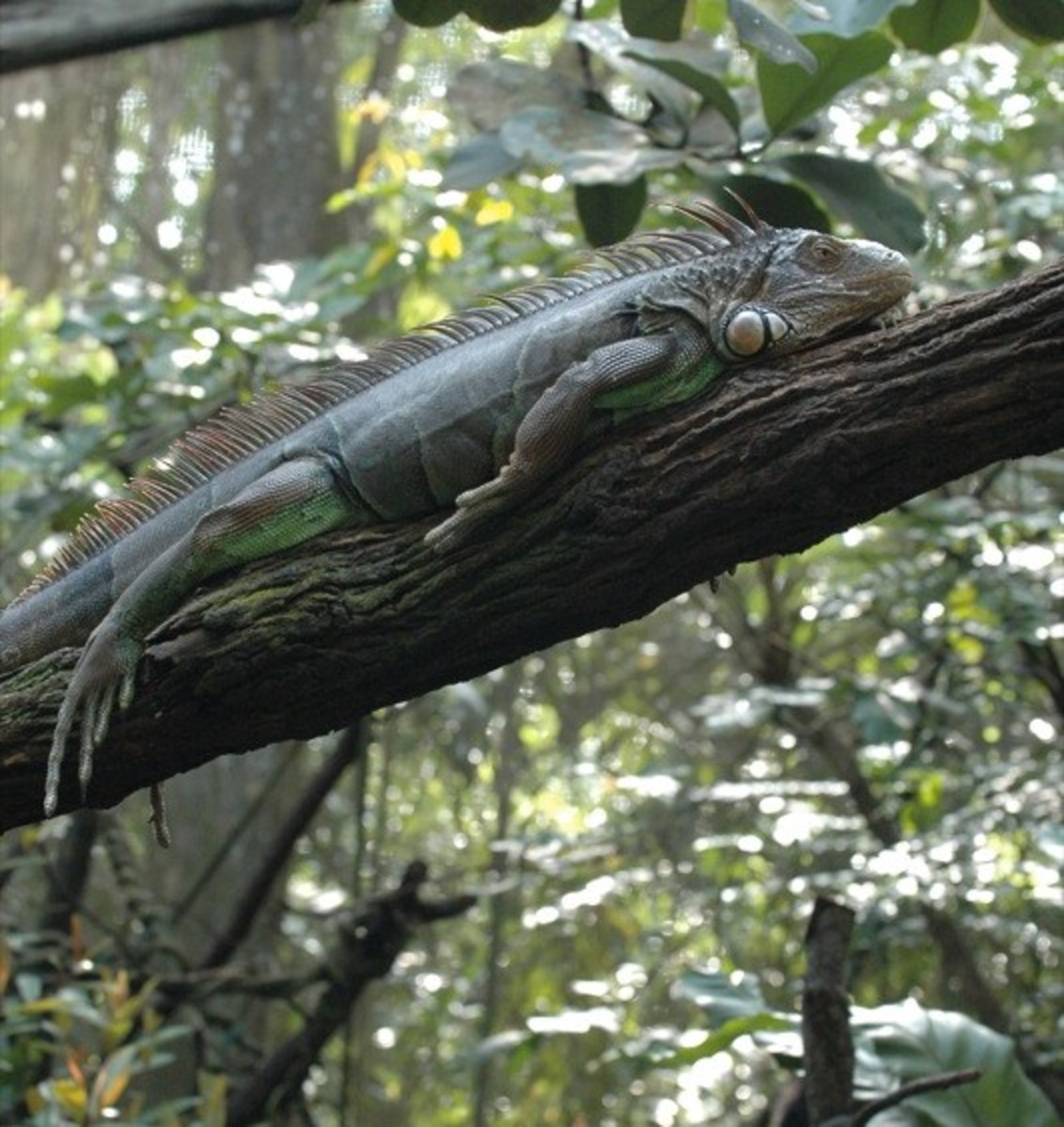 The Best Iguana Cages and Where to Buy Them PetHelpful
