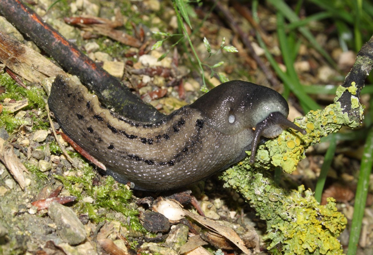 Slugs Interesting Facts, Mucus Slime, and Pest Control Owlcation