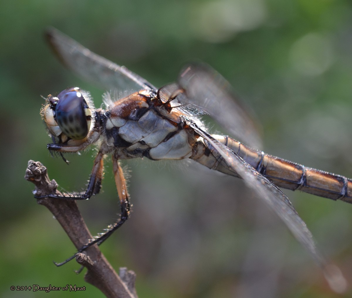 Dragonfly Facts and Symbolism Owlcation
