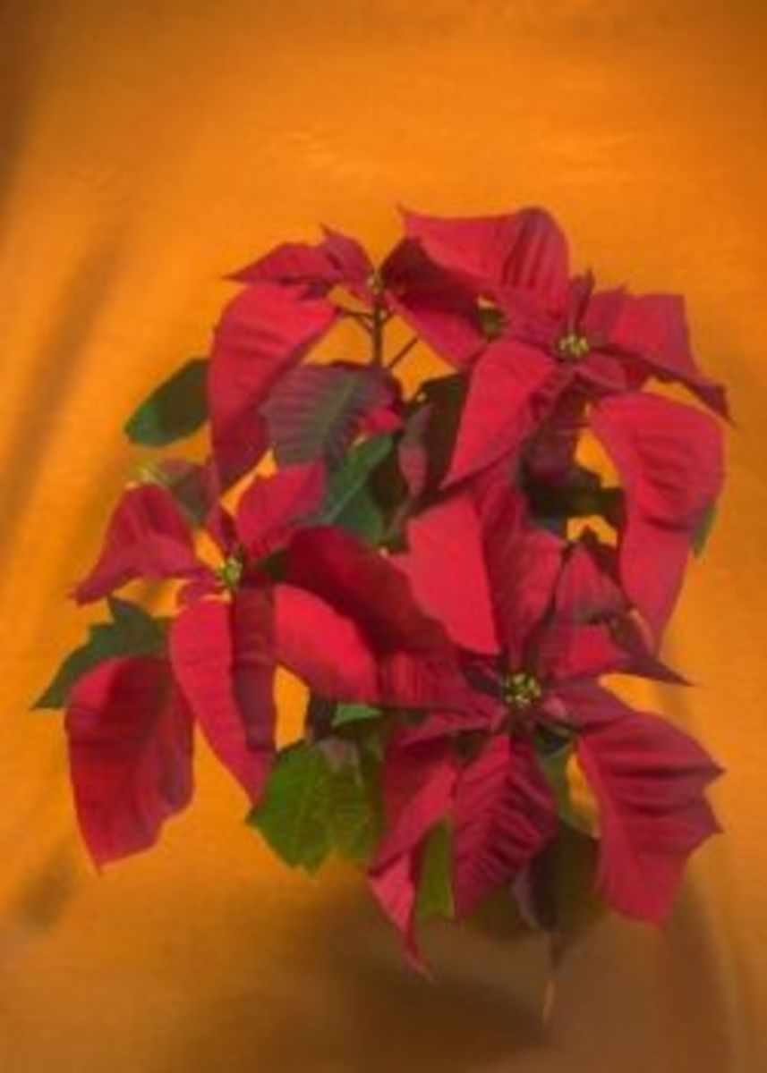 Safety for Cats and Houseplants PetHelpful