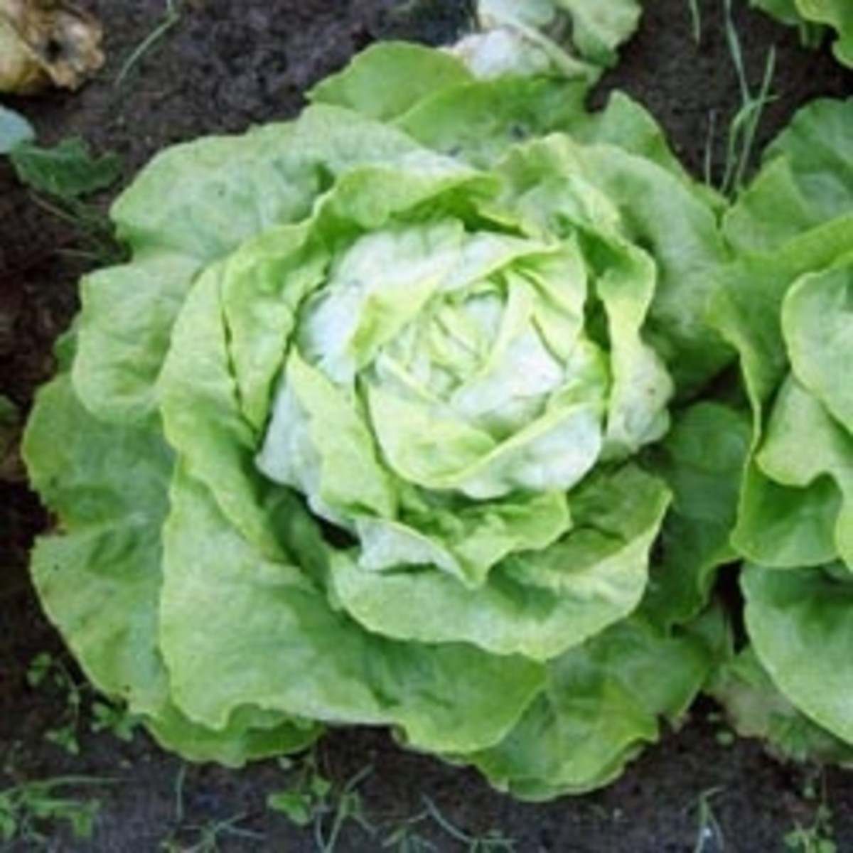 Biological control of the lettuce root aphid HubPages