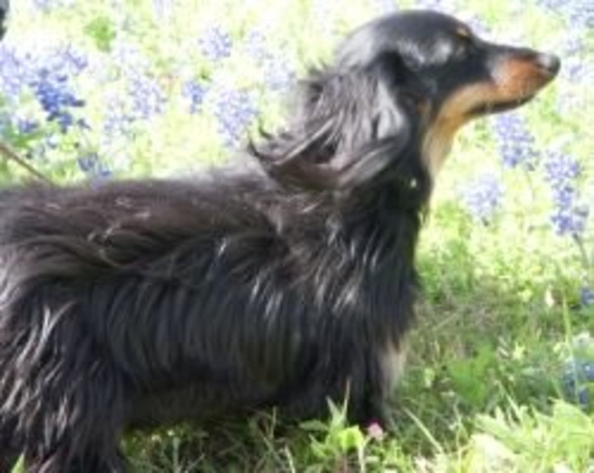 Dachshund Back Problems PetHelpful