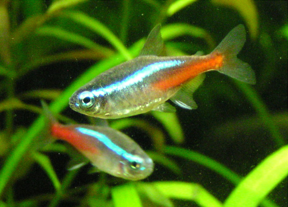 Best Fish for a 10Gallon Tank Setup PetHelpful