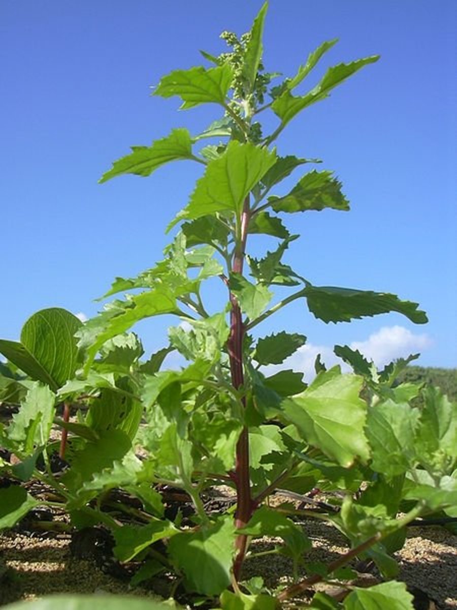 NettleLeaf Goosefoot A Nutritious Edible Weed Dengarden