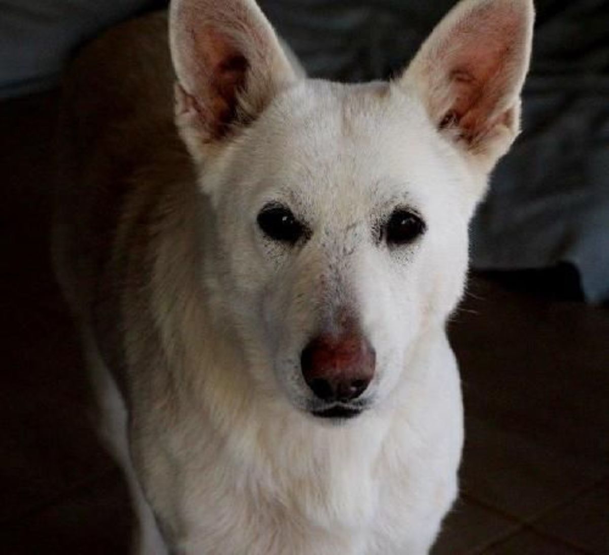 White German Shepherd Rescue