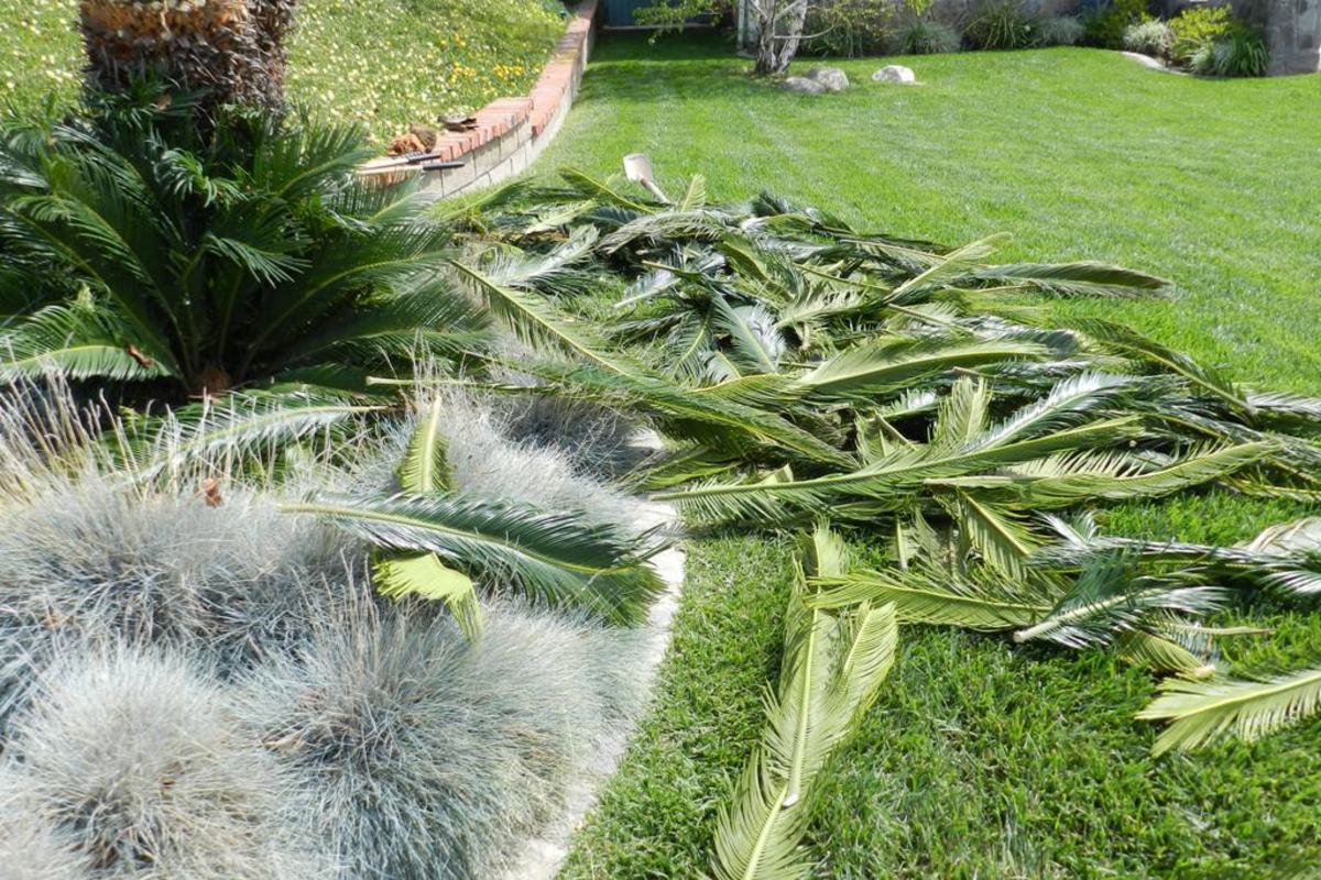 How to Care for a Sago Palm (and Why They Are So Difficult) Dengarden