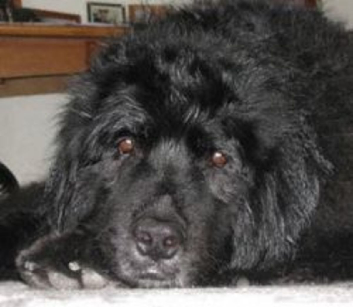 How to Care for Your Older Newfoundland Dog PetHelpful